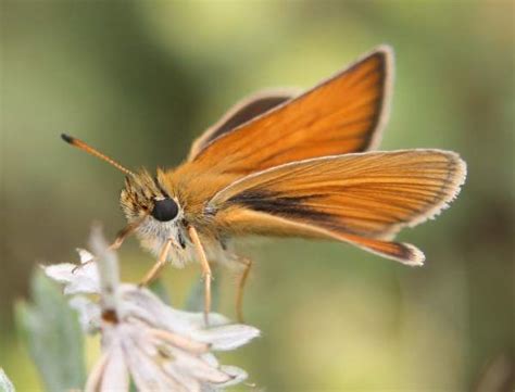 Small Skipper Butterfly Thymelicus Sylvestris
