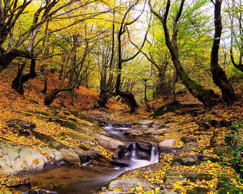 Wonderful Autumn Landscape Forest Trees Stream Fallen Leaves Yellow And