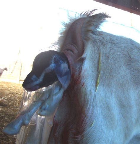 Birth Of Goat Twins Goats Goat Kidding Boer Goats