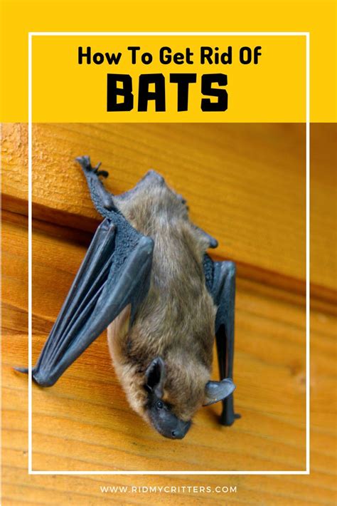 How To Get Rid Of Bats In Chimney Stoutamyer