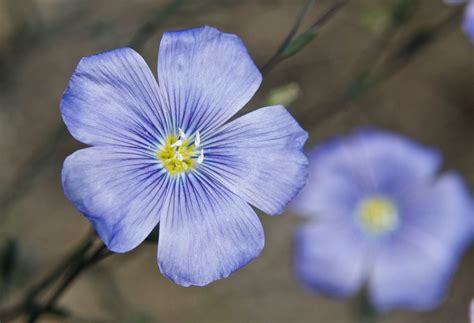 Wild Blue Flax Adenolinum Lewisii Plants And Animals Of Northeast
