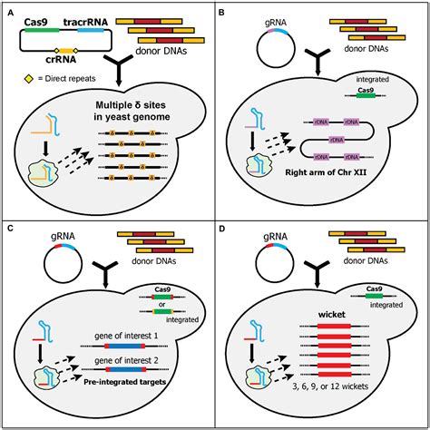 Frontiers Multiplex Genome Editing In Yeast By Crisprcas9 A Potent