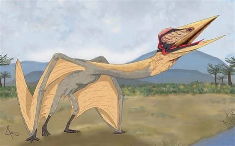 New Pterosaur Species Dubbed Dragon Of Death Discovered In Argentina