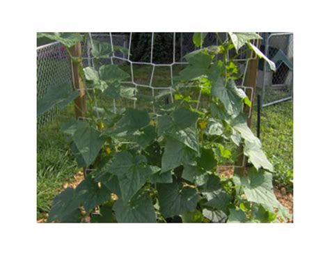When choosing which trellis to use, consider where you want to put the if you want to try something even more creative than a trellis, you can grow cucumbers upside down! How To Build A Simple Cucumber Trellis