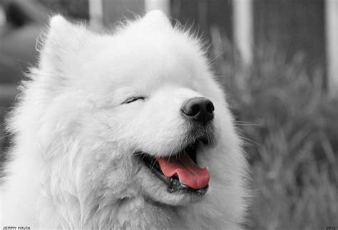 Samoyed Hypoallergenic Dog Future Plans Pinterest