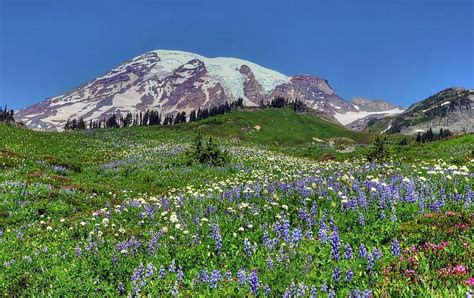 Stop And Smell The Wildflowers At Mount Rainier National Park
