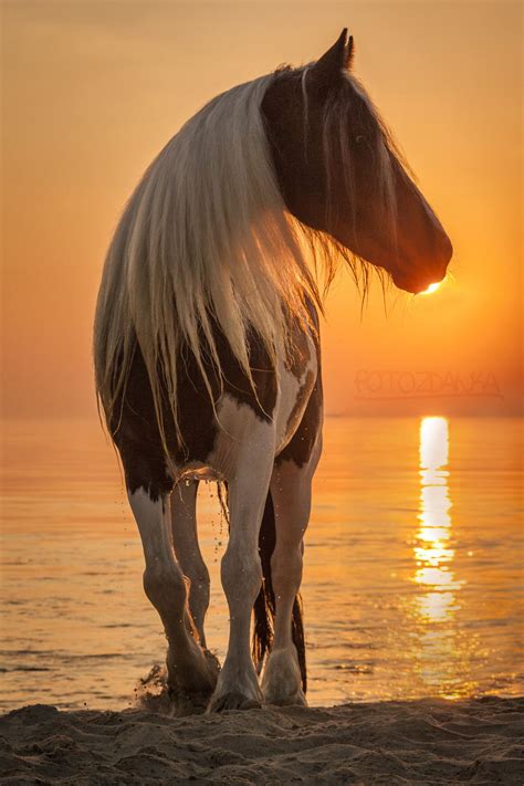 Strand Sonnenuntergang Schöne Pferde