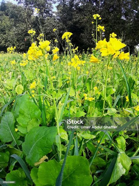 Beautiful Mustard Fields Picture Stock Photo Download Image Now