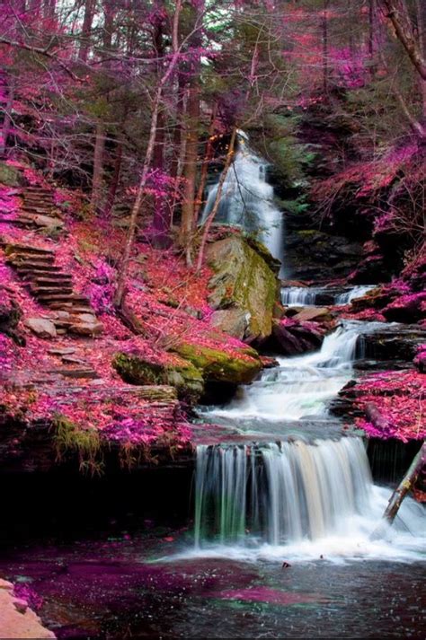 Pink Forest Source Flitterwochen Pause Glaube