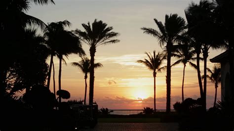 Palm Trees Sway In The Ocean Sunset In Palm Beach Florida Stock Video