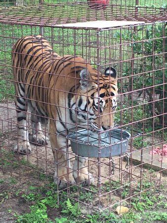 It provides a permanent home for abused and abandoned animals, as. Big Cat Rescue (Tampa, FL): Top Tips Before You Go with ...