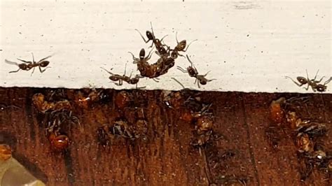 Ants Eating Drywood Termite Swarmers Ecoskan Pest Solutions Youtube