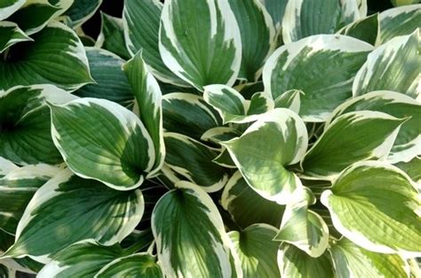 L'hypoestes phyllostachya è la pianta perfetta se si vuole creare un'atmosfera fiabesca anche in casa. Foglie verdi - Piante appartamento - Foglie verdi appartamento