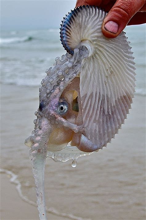 Argonaut Octopus Aka Paper Nautilus Animales