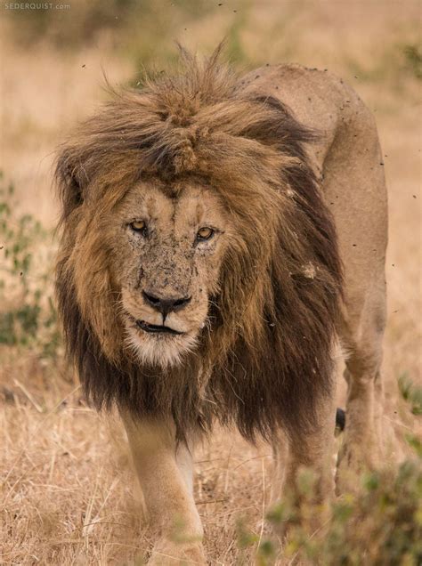 Old Lion Ngorongoro Crater Tanzania Betty Sederquist Photography