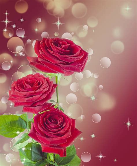 Details 100 Red Flowers Background Hd Abzlocal Mx