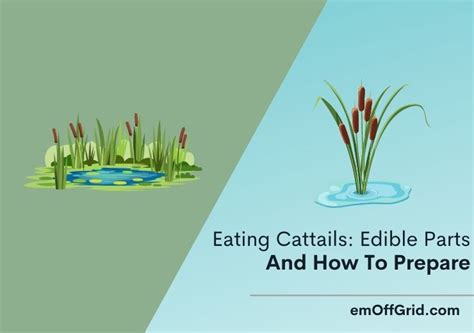 Eating Cattails 4 Important Edible Parts Of Cattail