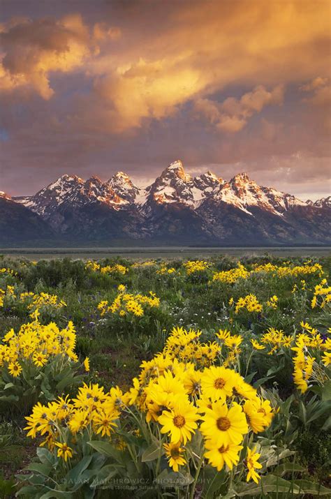 Wildflowers Grand Teton National Park Wyoming Alan Majchrowicz