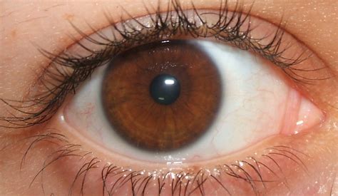 Eye Color And Brown Eyes Makeup Coloring Wallpapers Download Free Images Wallpaper [coloring436.blogspot.com]