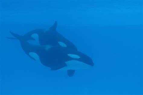 Lets Get Some Facts Straight Captive Orca Research Does Help Wild
