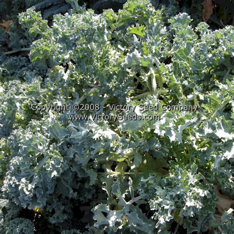 Improved Dwarf Siberian Kale Victory Seeds® Victory Seed Company