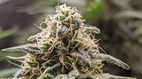 Sebelum itu, juara gegar vaganza 2019 adalah hady dan naqiu. EventHi- Cannabis Growing 101: Flowering Stage - getting ...