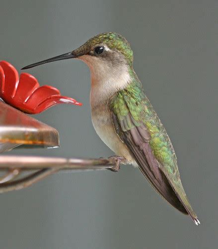 Ruby Throated Hummingbird By Marty Jones Vigo County Indi Flickr