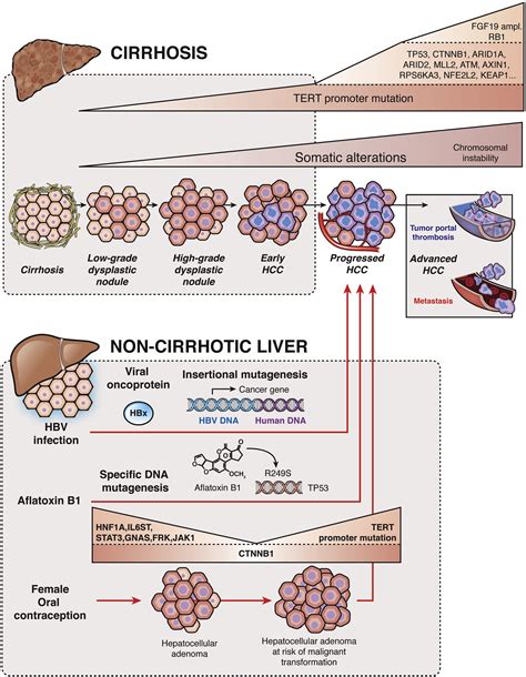 Genetic Landscape And Biomarkers Of Hepatocellular Carcinoma
