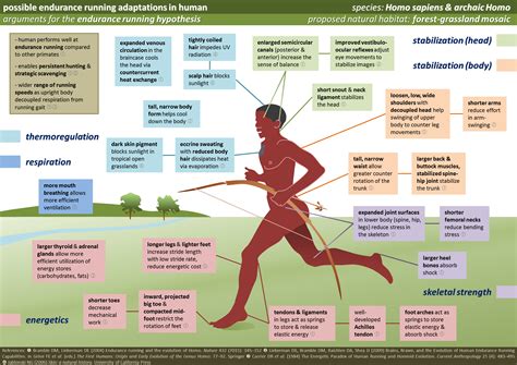 Journal of human sport and exercise, san vicente del raspeig. Exercise