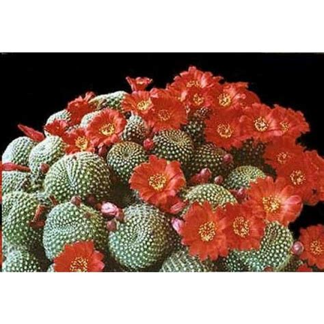 Peyote (lophophora williamsii) is a small desert cactus that has several active alkaloids of which mescaline is the most well know. Rebutia | Cactus seeds, Cactus, Seeds