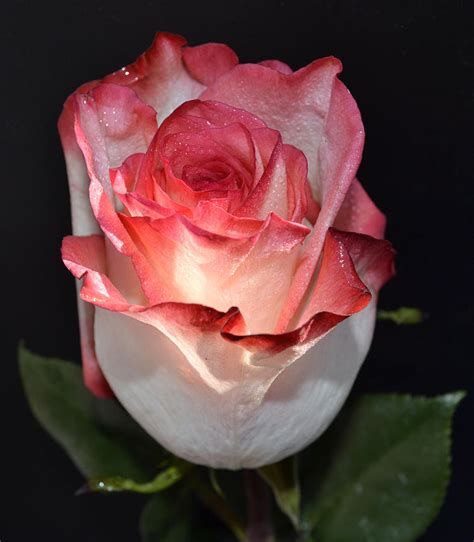 The Beauty Of A Rose Photograph By Eva Thomas Fine Art America