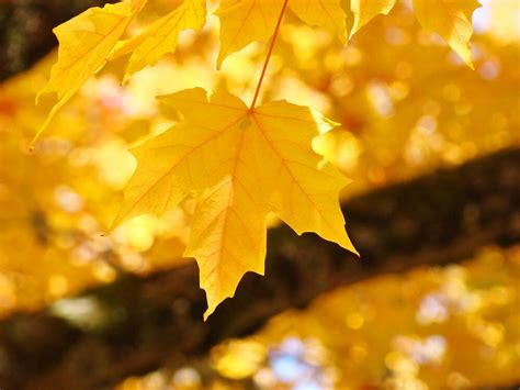 Yellow Autumn Leaf Art Prints Fall Leaves By