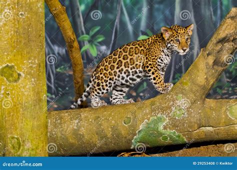 Jaguar Cubs Stock Photo Image Of France Asia Beauty 29253408
