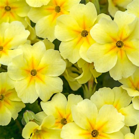 Maybe you would like to learn more about one of these? The British Royal Family's Favorite Flowers | Family Handyman