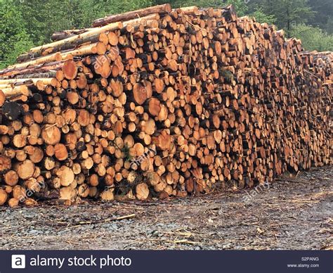 Huge Pile Of Logs Stock Photo Alamy