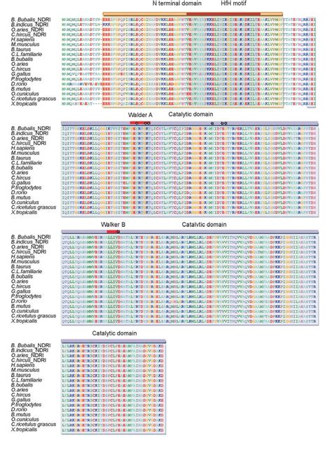 Multiple Sequence Alignment Of Rad Gene In Different Eukaryotes All