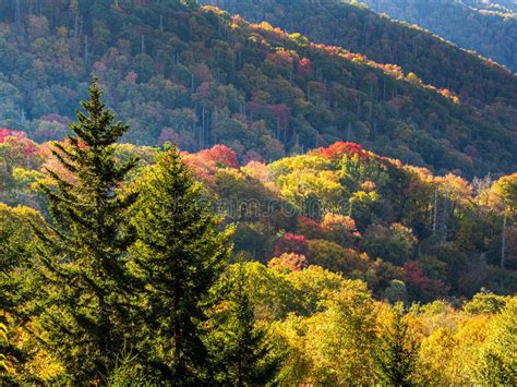 Smoky Mountains In Fall Colors With Pines In The Foreground Stock