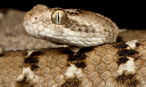 The 4 Most Aggressive Snakes In The World In 2024 A Z Animals