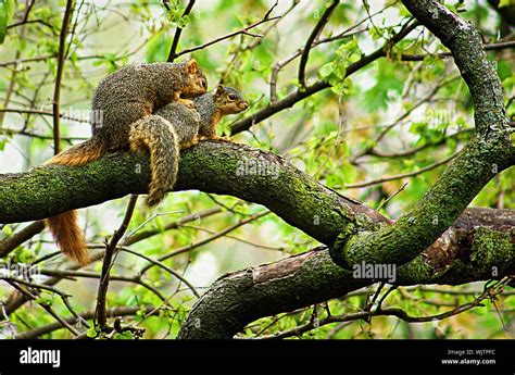 Squirrels Mating High Resolution Stock Photography And Images Alamy