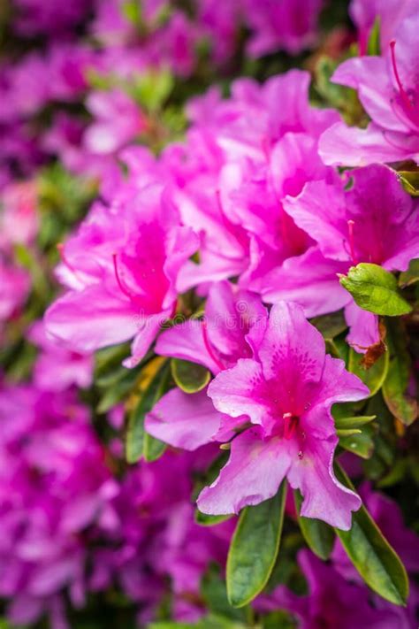 Blooming Pink Rhododendron Flowers Stock Photo Image Of Gardening
