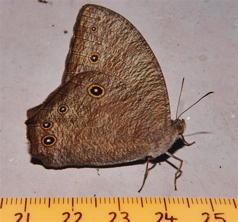 10 Ringlet Spots Evening Brown Butterfly Melanitis Leda Ny Flickr