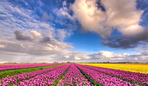 1125x2436 Resolution Pink Tulip Flower Field Under Blue Cloudy Sky