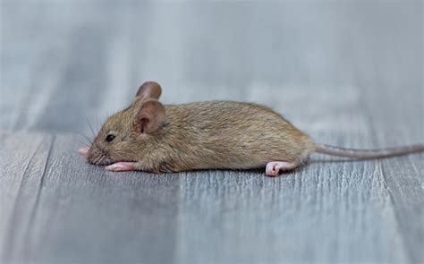 Blog Wageners Complete Guide To The House Mouse