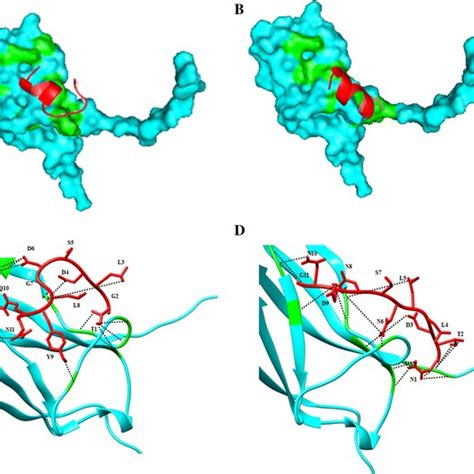 Positioning Of A Pep1 B Pep2 On The Trkb Cyan And Hydrogen Bonds Of