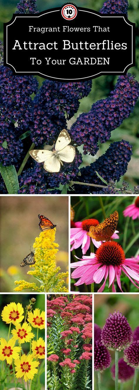 Top 10 Gorgeous Flowers That Attract Butterflies Butterfly Garden