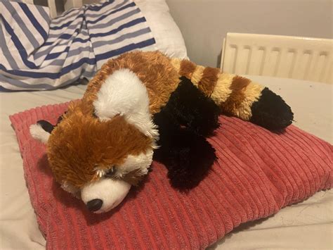 50 Hilarious Red Panda Puns Punstoppable 🛑