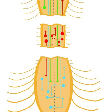 Propriospinal Neurons Of The Spinal Cord Schematic Diagram Depicting