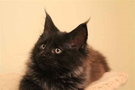 Five Amazing Black Smoke Cat Breeds Ultimate Guide Petswithcharm