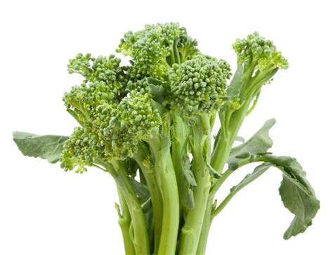 Broccolini Baby Broccoli Isolated Stock Photo Image Of Diet Closeup
