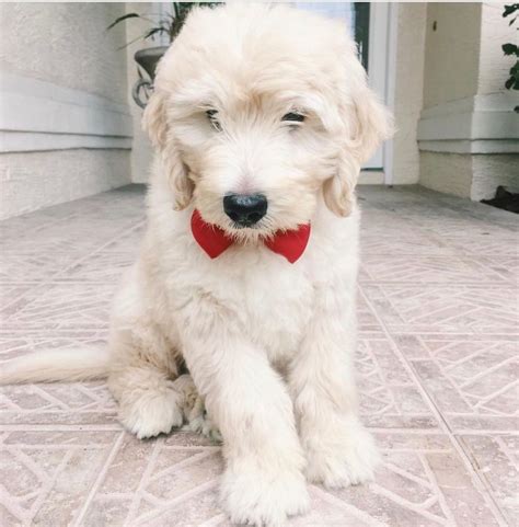 A Small White Dog With A Red Bow Tie Sitting On The Ground In Front Of